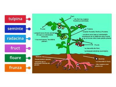 Alcatuirea unei plante cu flori