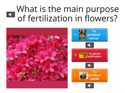 Flower Fertilization: How Does It Happen?