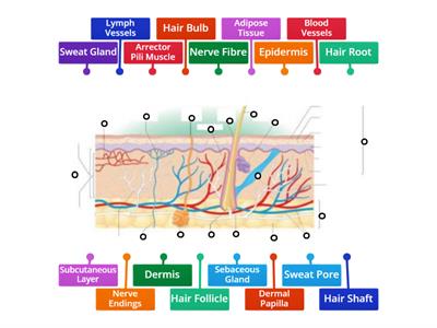 Level 3 Advanced Skin Diagram