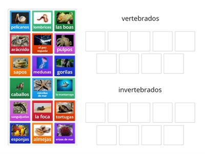 vertebrdos e invertebrados