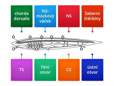 Strunatci- kopinatec plžovitý