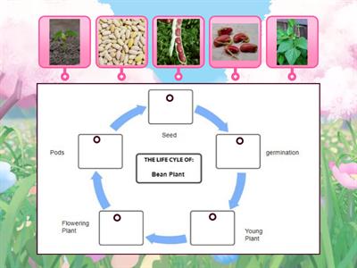 Bean Life cycle