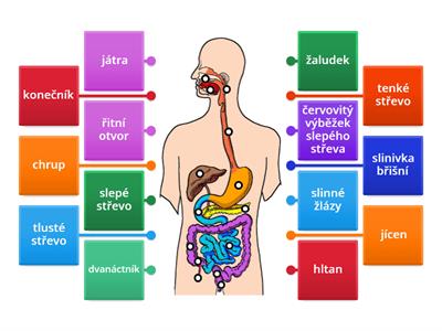 Y8_Trávicí soustava-popis obrázku