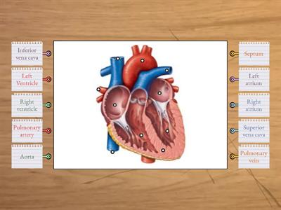 Cardiovascular system - Heart