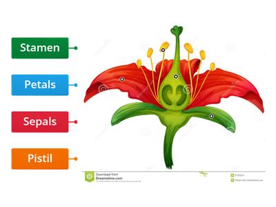 PARTS OF A FLOWER