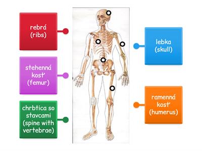 Ľudská telo - kostra 