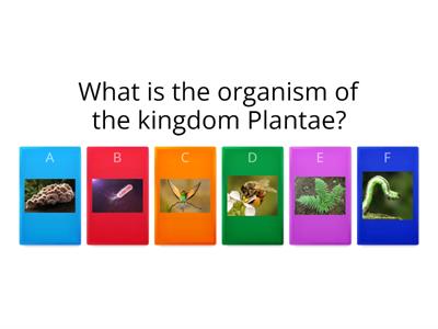 Living organisms kingdoms