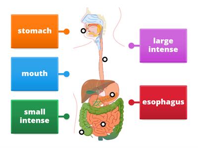  human digestive system