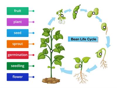 bean life cycle