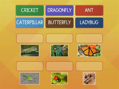 INSECTS - MATCHING - Y3 UNIT 1A