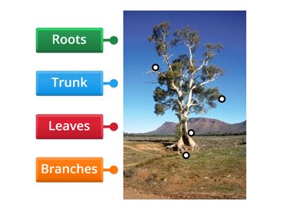 Parts of trees