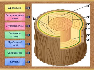 Строение древесины 