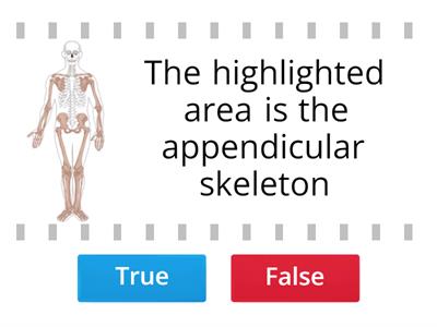 Axial and Appendicular Skeleton 