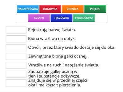 Narząd wzroku - rola elementów gałki ocznej