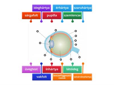 A szem felépítése