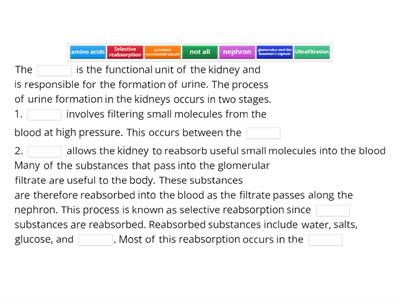 CAX KS5   Selective Reabsorption in the Kidney