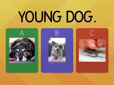 Quiz - PETS AND ADJECTIVES