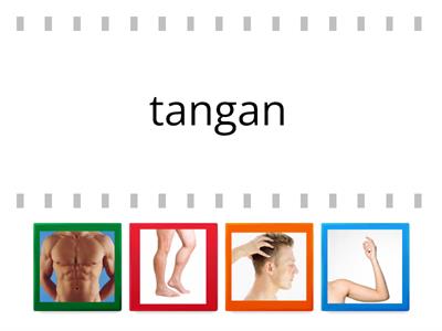 ANGGOTA BADAN