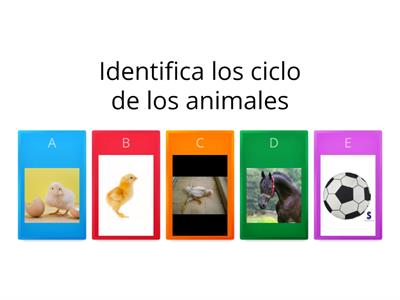 CICLO  DE VIDA  DE  LOS ANIMALES