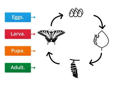 CUSP Y2 Butterfly life cycle