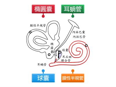 推測「耳石脫落症」的可能起因為耳部的碳酸鈣結晶脫落，造成淋巴液流動混亂而導致 暈眩，但此眩暈可因改變頭部角度而緩和或消失。內耳 構造如圖1所示，請配對圖中構造。