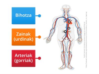  Circulatory System