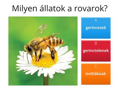 A mézelő méh