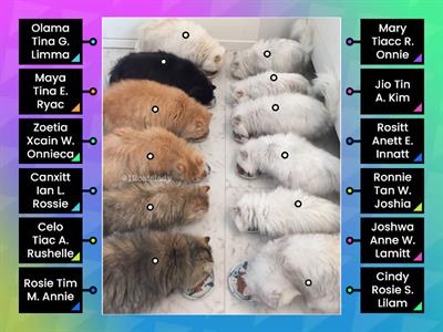 12 Cats With 3 Names Only Letters