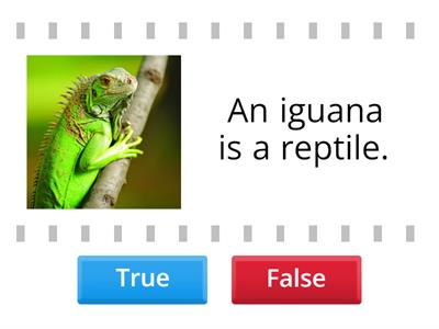 Mammals and Reptiles - True or False