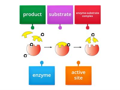 Metablosim and Enzyme