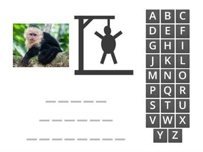 MJWJ U 11 Monkeys and apes