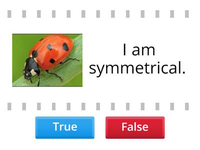 Ladybug or Ant