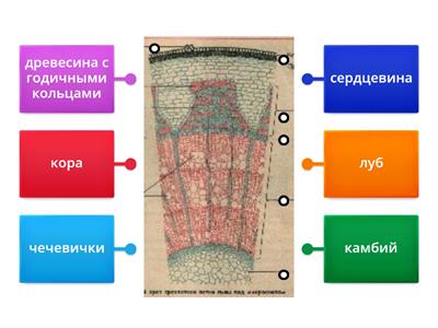 Проверка знаний. Внутреннее строение корня.