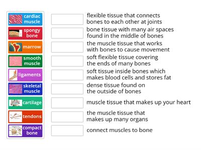 Skeletal and Muscular System Sort
