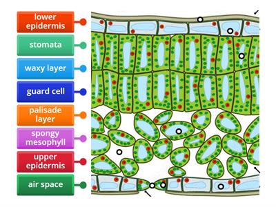 Structure of the leaf