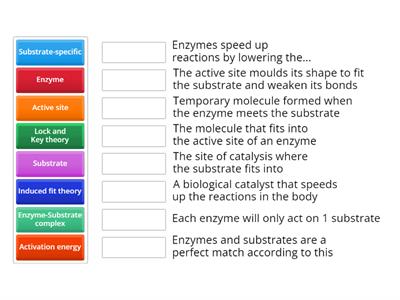 Enzymes starter activity