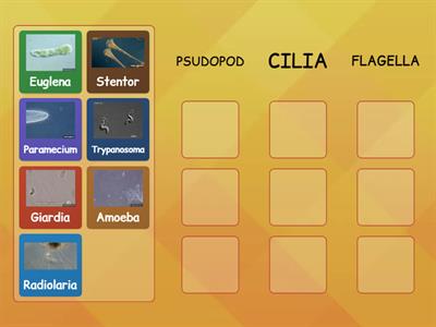 LOCOMOTION OF PROTISTS