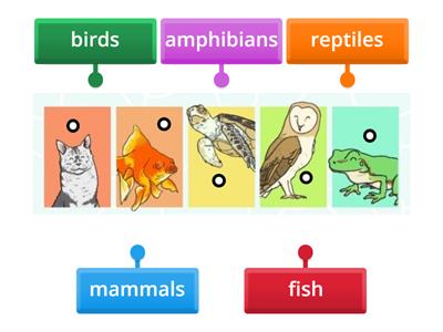 Vertebrate Animal Groups