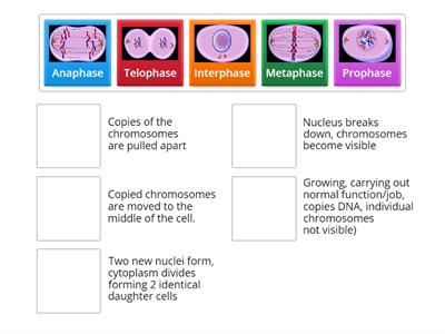 Activator: Phases of the Cell Cycle