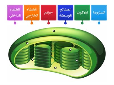  تركيب البلاستيدات