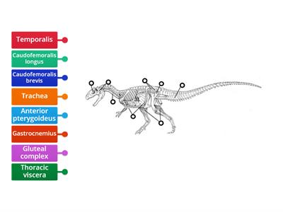 Deep dinosaur musculature