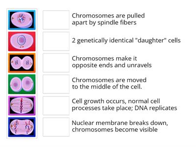 Mitosis