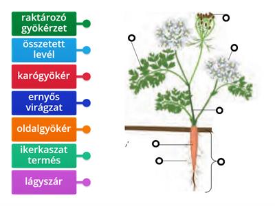 Sárgarépa részei