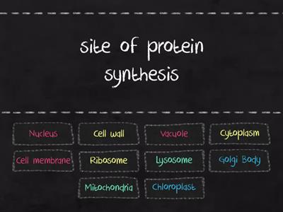 Cell Organelle Matching Game