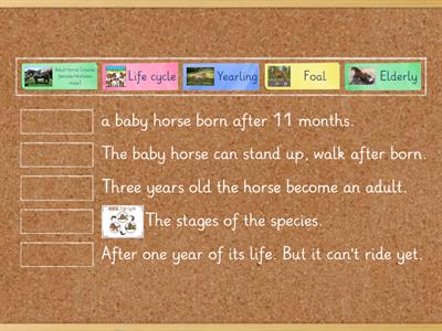 Life cycle of the Horse 