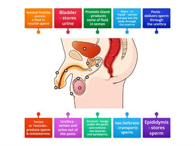 Male Reproductive System