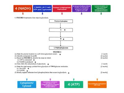 Steps in Glycolysis