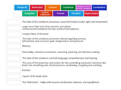 Physiology and Regions of the Brain 