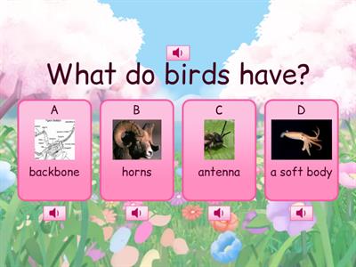 Birds Quiz