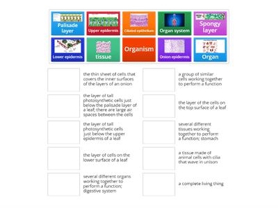 Y7 1.4 Key Terms - Tissues, Organs and Organ Systems